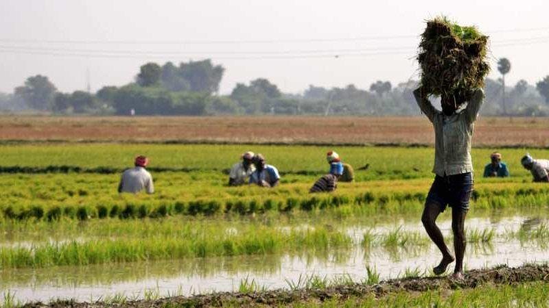 Scheduled Caste/Tribe Farmers In UP