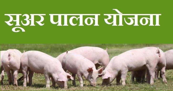 सूअर-पालन-योजना