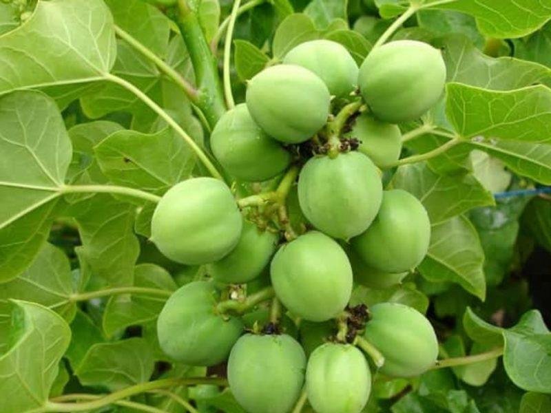 जेटोफा(रतनजोत) प्लान्टेशन योजना राजस्थान सरकार