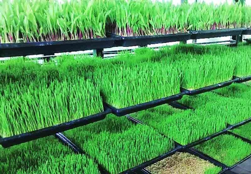 हरा-चारा उत्पा्दन योजना