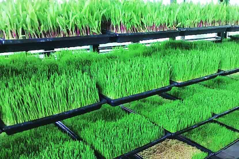 हरा-चारा उत्पा्दन योजना