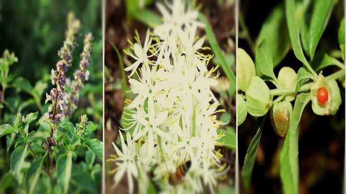 औषधीय एवं सुगंधित फसलों को बढ़ावा देने की योजना