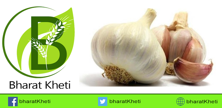 लहसुन की खेती