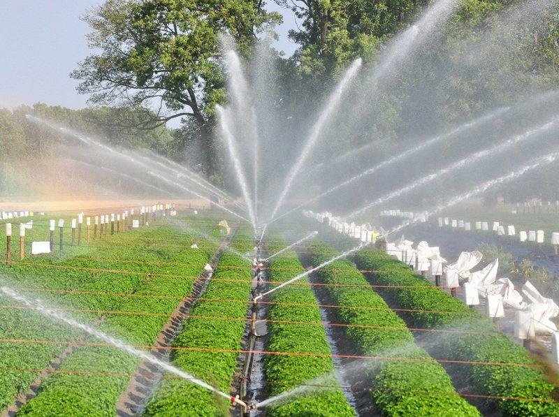 डिग्गी फव्वारा सिंचाई योजना राजस्थान सरकार