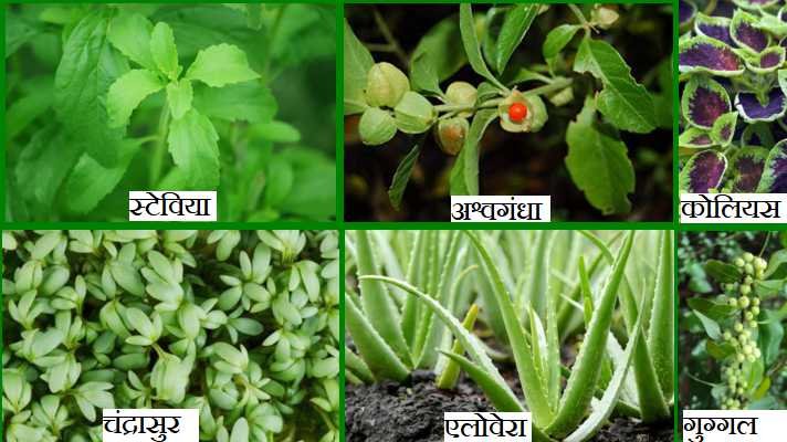 औषधीय पादपों की खेती योजना राजस्थान सरकार