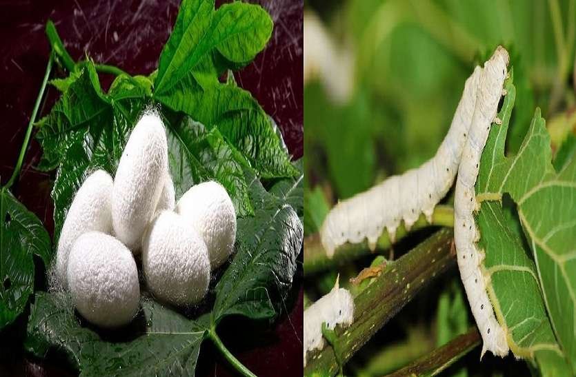 रेशम कीट पालन योजना