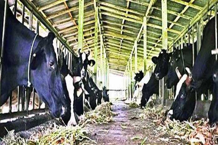 Bhamashaha Pashu Bima Yojana