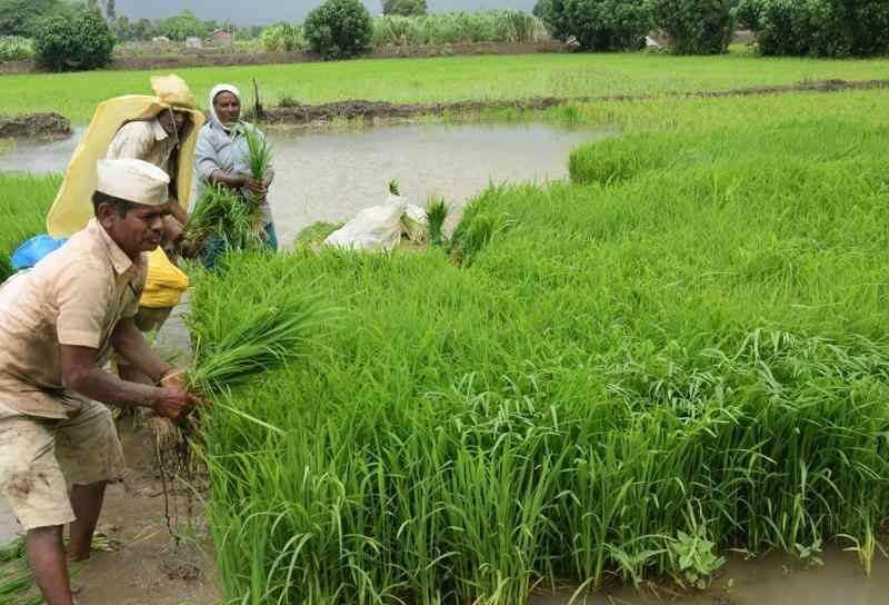 Rajasthan Farm Loan Waiver Scheme