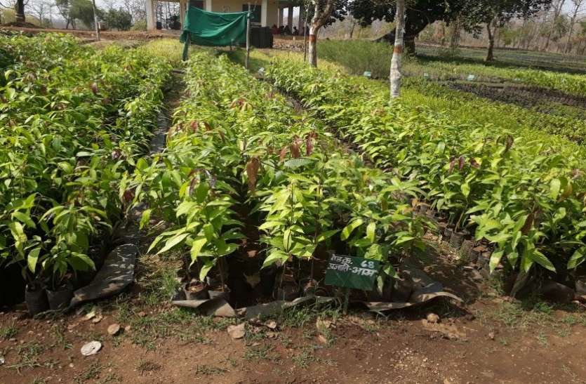 Fal Podh Ropana Yojana