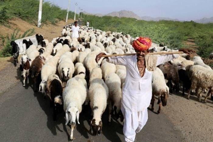 अविका क्रेडिट कार्ड योजना राजस्थान सरकार