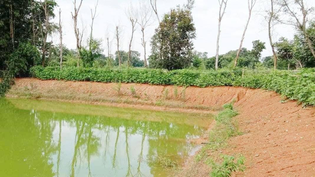 मेढ़ों पर खेती के फायदे