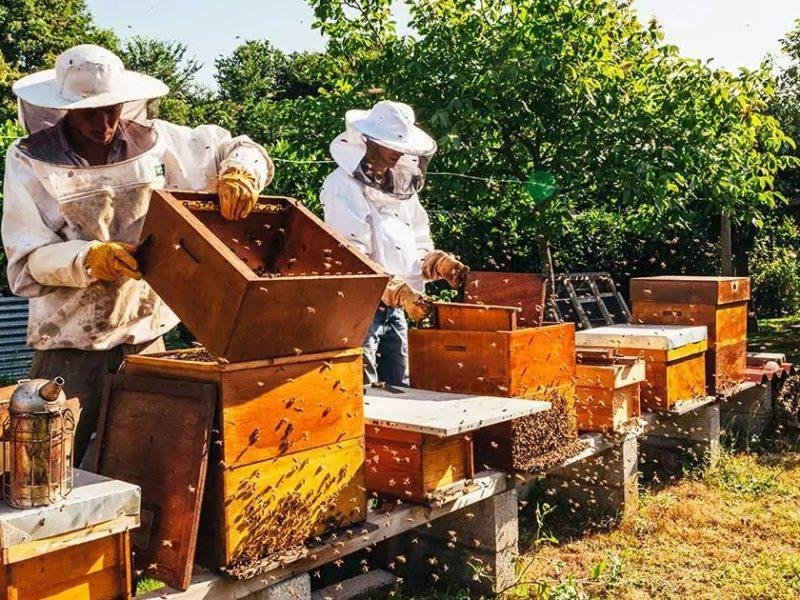 मधु-मक्खी पालन योजना राजस्थान सरकार