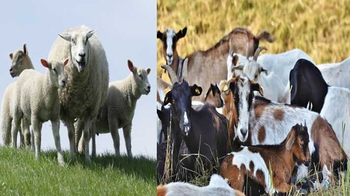 भेड-बकरी पालन योजना राजस्थान सरकार