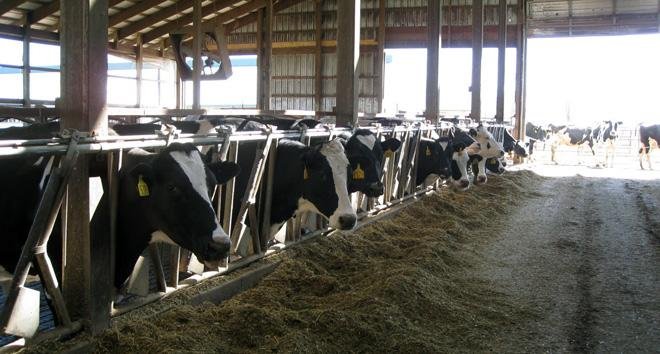 डेयरी विकास योजना राजस्थान सरकार