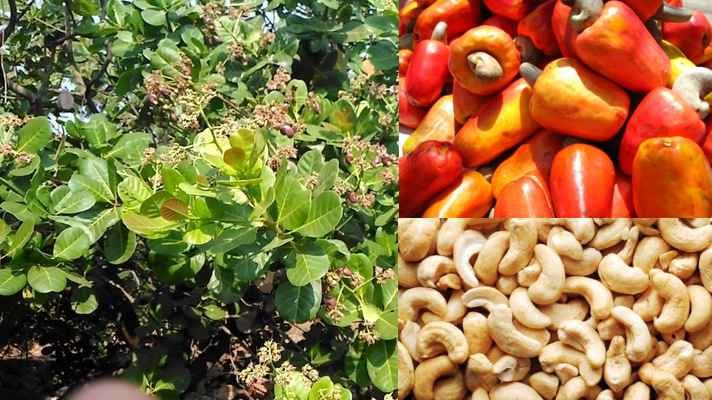 काजू की खेती