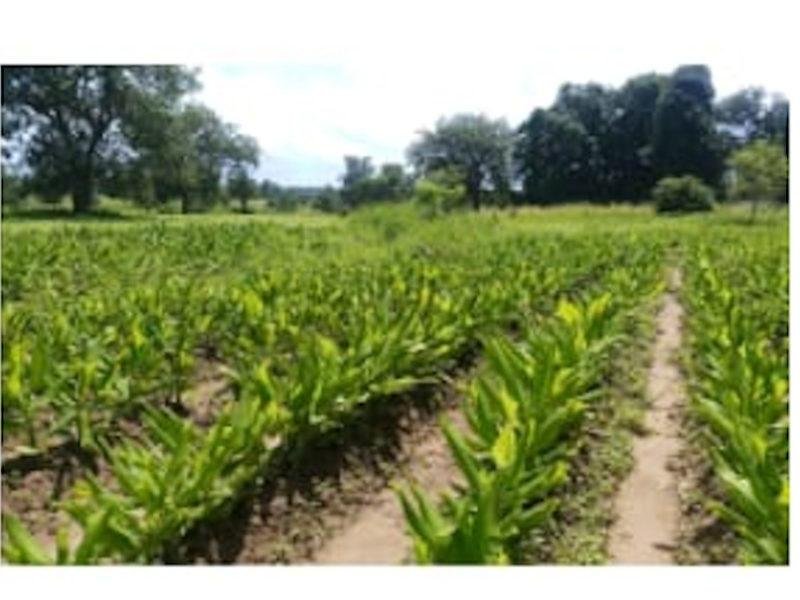 हल्दी और अदरक की फसल से मालामाल हो रही महिलाएं