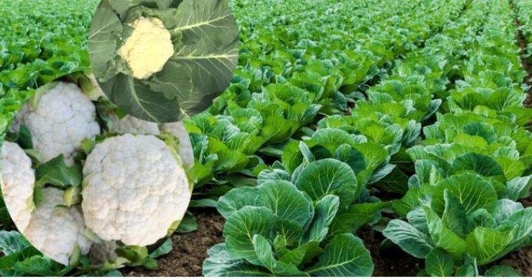 फूलगोभी