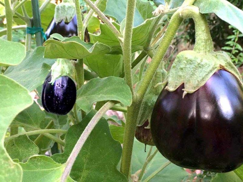 बैंगन की खेती