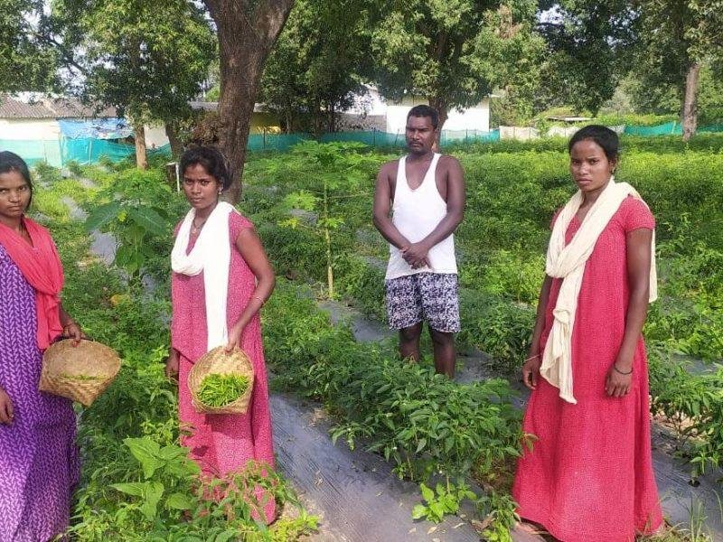 तीखी मिर्ची भी ला रही खुशहाली