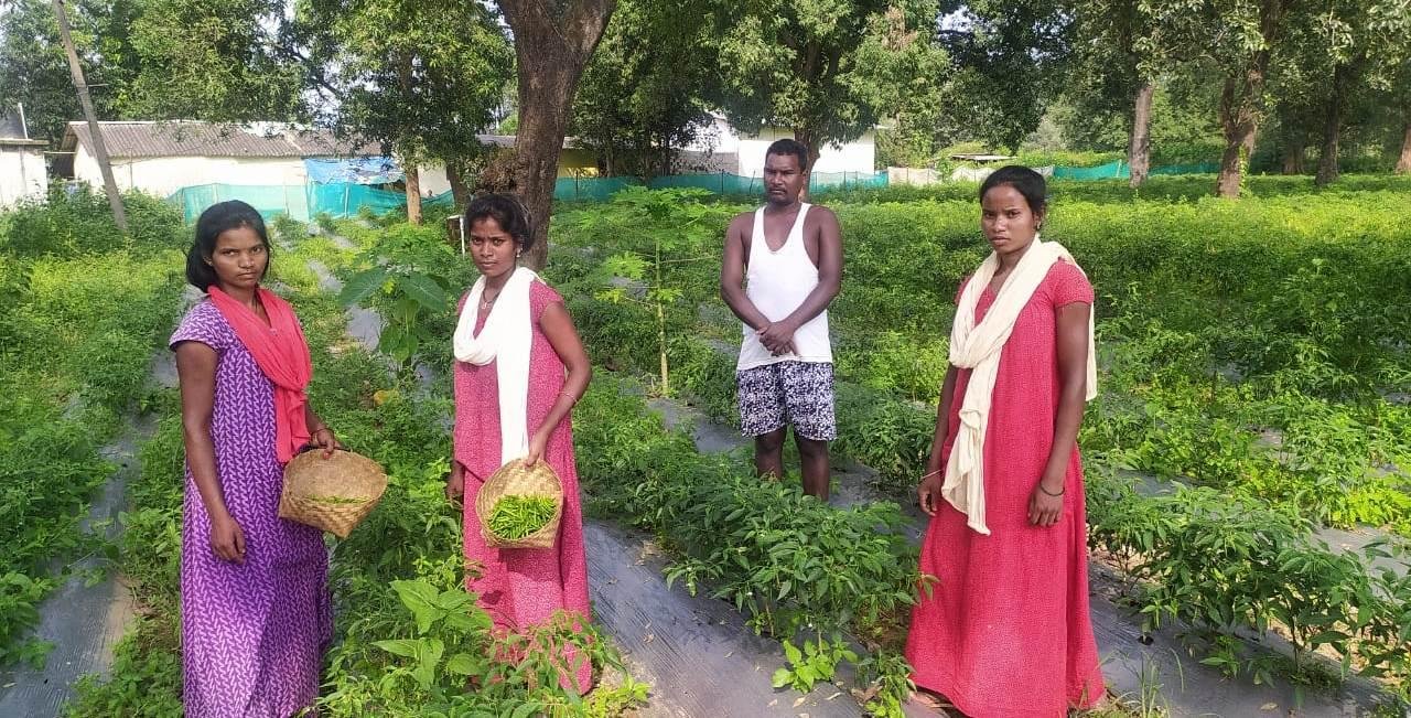 तीखी मिर्ची भी ला रही खुशहाली