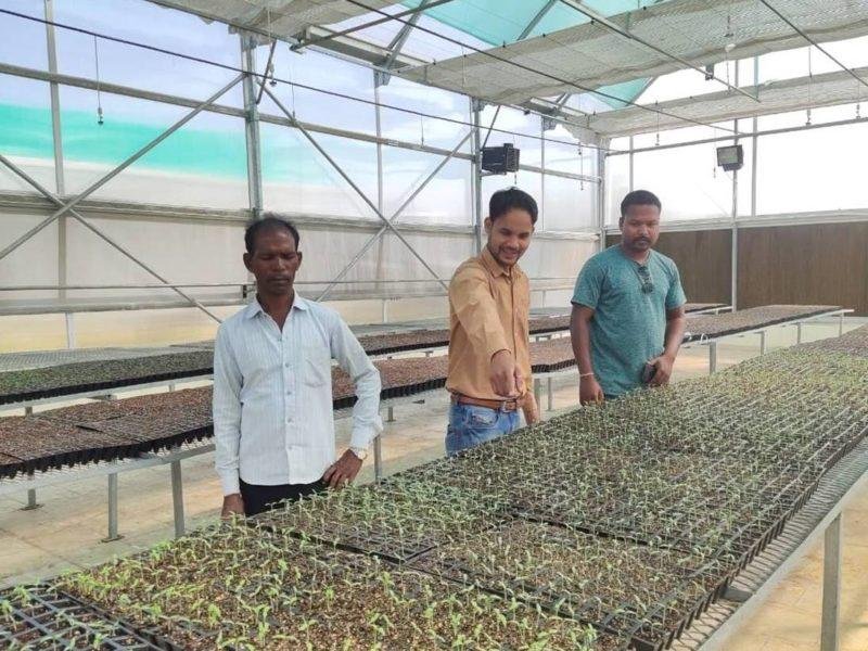 बड़े काम का है सीडलिंग यूनिट... केवल साठ पैसे में मिल रहे सब्जियों के थरहा...