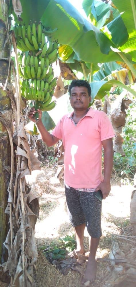 केले की ऐसी खेती कि औरों के लिए मिशाल बन गया ये किसान