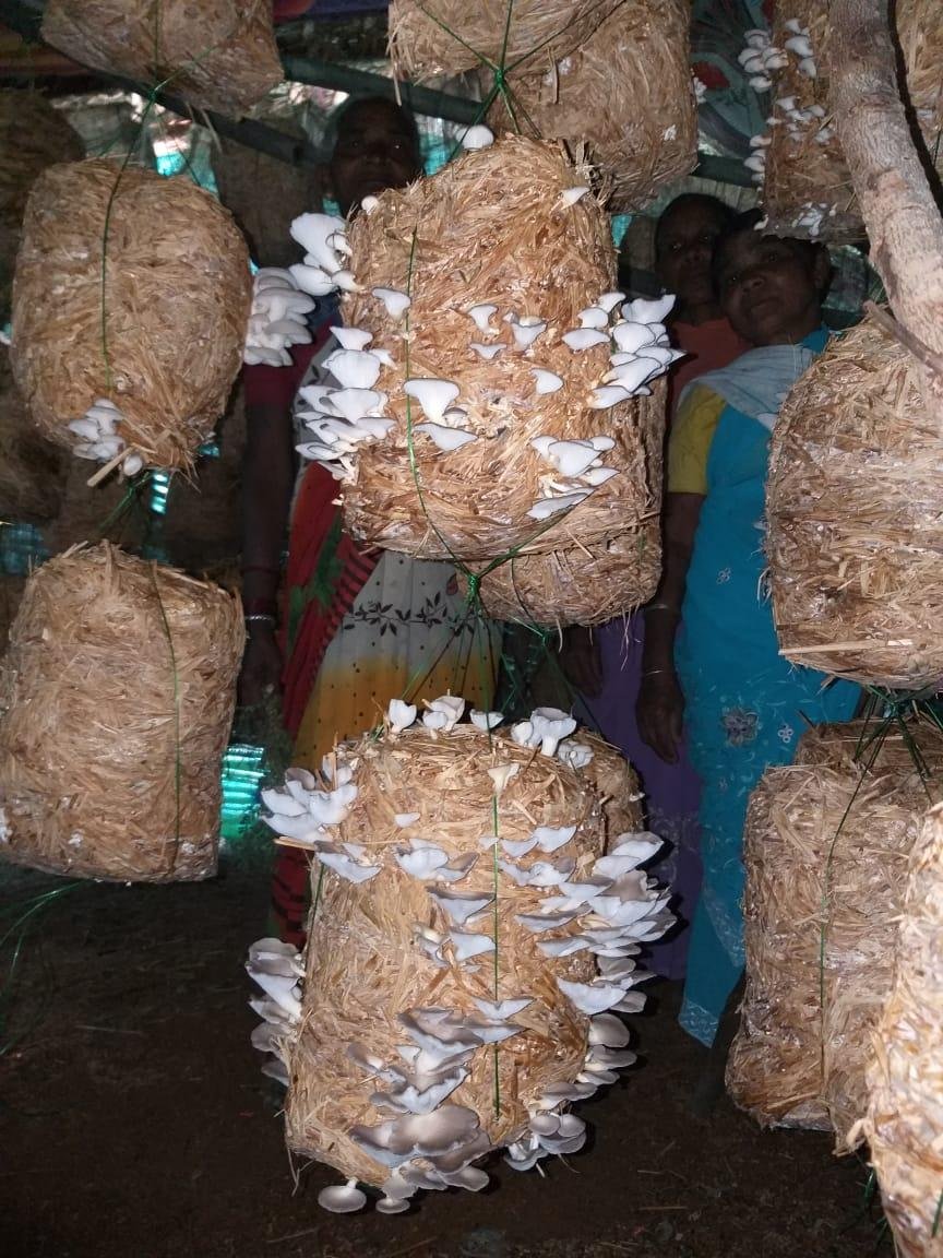 मशरूम उत्पादन से स्वावलंबन की ओर महिलाएं