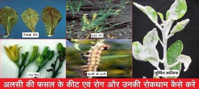 अलसी को कीटों से बचाना बेहद जरूरी