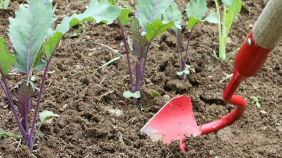 चुकंदर की खेती करने से पहले ध्यान दें इन बातों पर...