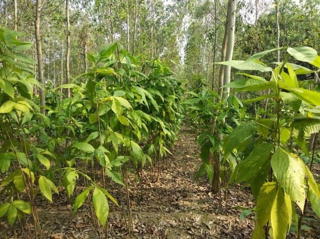 इस राज्य में मिला लाख की खेती को कृषि का दर्जा