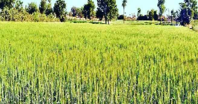 रबी फसलों की देखभाल और सिंचाई