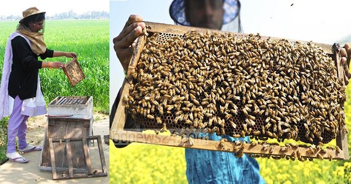 मधु मक्खीपालन से मजबूत हो रही आदिवासी महिलाएं