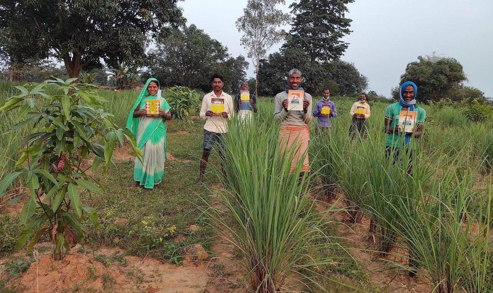 वृक्षारोपण के साथ लेमनग्रास