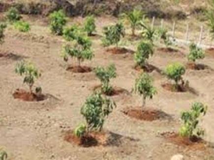 मछुआरों ने लगाया जुगाड़...पौधरक्षक की मिली जिम्मेदारी...फिर खेती की ओर मुड़े कदम...और...