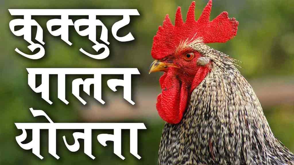 बैकयार्ड कुक्कुट पालन योजना से मिली मदद तो