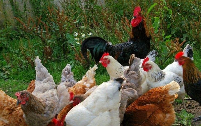 मुर्गीपालन से एक परिवार हुआ खुशहाल