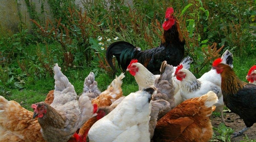 मुर्गीपालन से एक परिवार हुआ खुशहाल