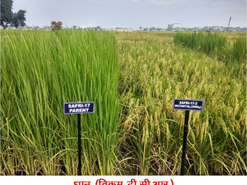 छत्तीसगढ़ में विकसित फसलों की 12 नवीन किस्मों को भारत सरकार की मंजूरी