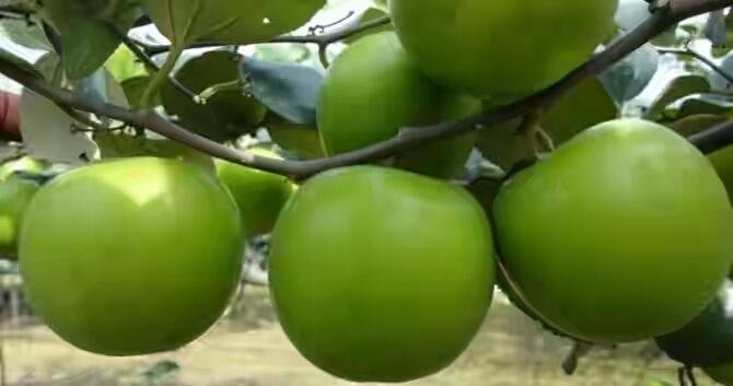 बेर की फसल