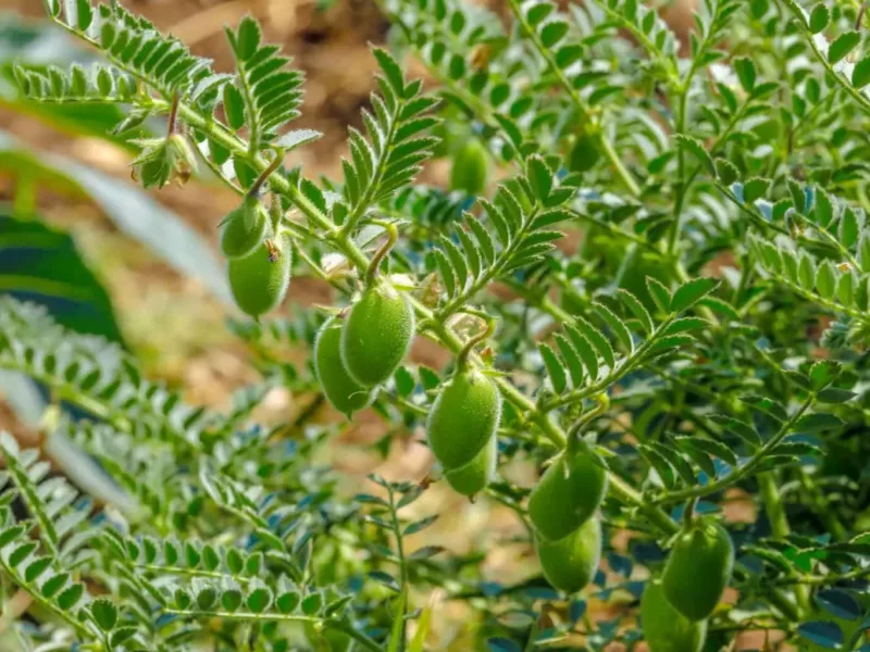 चने की खेती