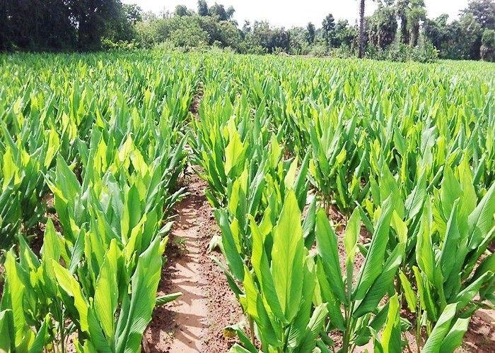 हल्दी की खेती से मालामाल हुआ किसान