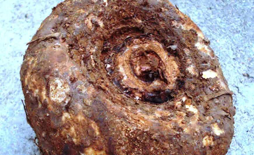 जिमीकंद की खेती