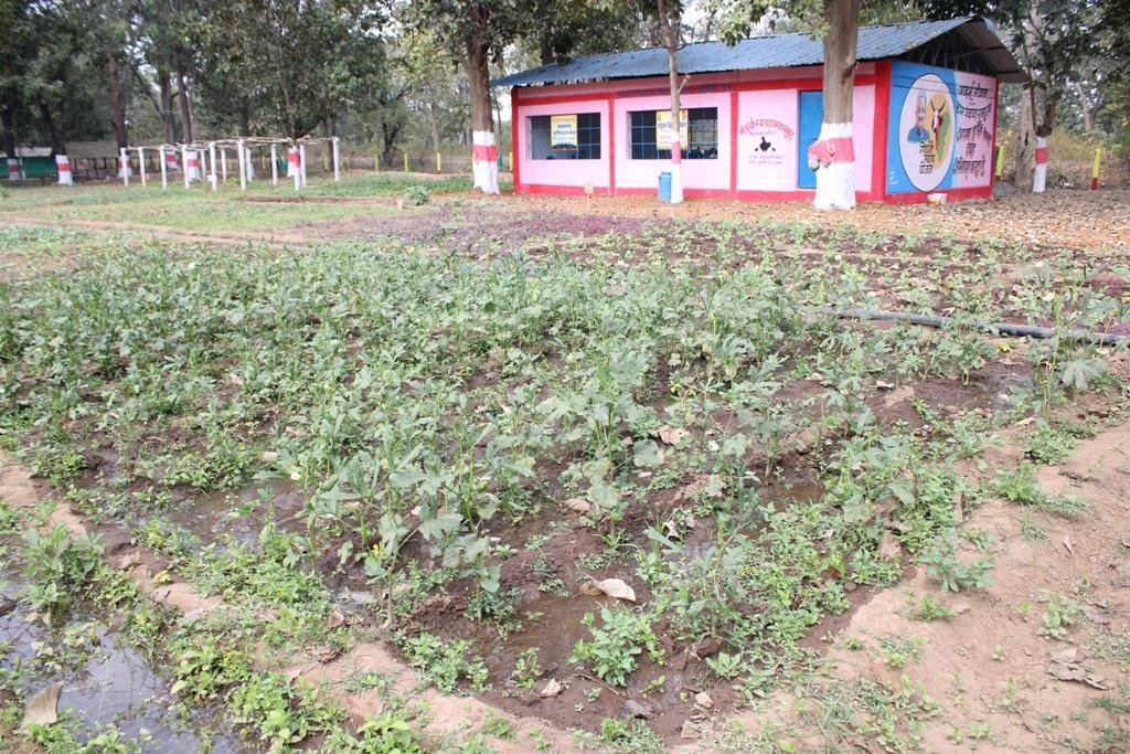 बाड़ी विकास योजना से ग्रामीणों को हो रहा आर्थिक लाभ