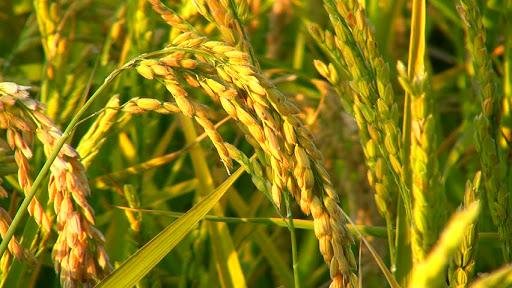 हल्के बादल से ग्रीष्मकालीन धान में बढ़ सकता है तना छेदक कीट का प्रकोप