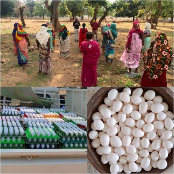 सुपोषण अभियान के लिए महिला समूह कर रहीं अण्डों का उत्पादन