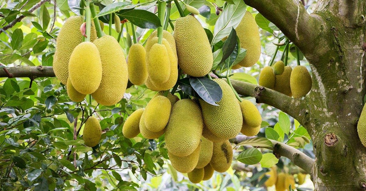 कटहल की खेती