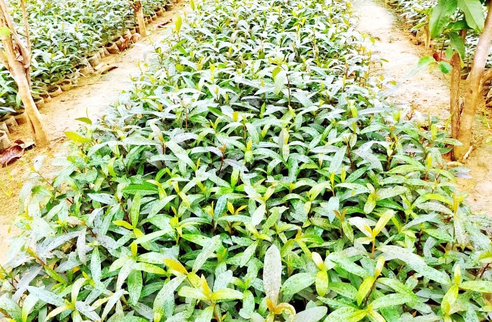 आदर्श गोठान में लगाए गए फलदार पौधे