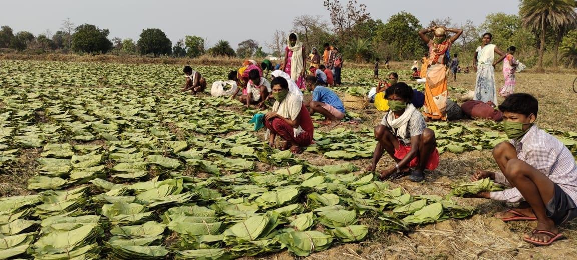 कोरोना संकट की घड़ी में तेंदूपत्ता संग्रहण बना सहारा