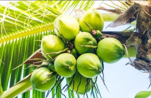 10 हजार नारियल पौधों का होगा नि:शुल्क वितरण