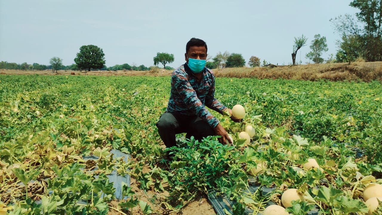 लॉकडाउन में भी खरबूजा एवं टमाटर से हो रही कमाई